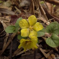 Lysimachia deltoidea Wight